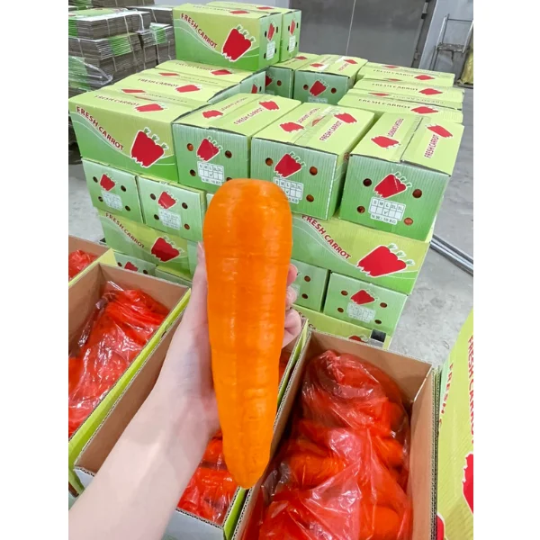 Vietnam Fresh Carrot Healthy and Nutrient-Rich Customized Logo and Packaging Best Quality