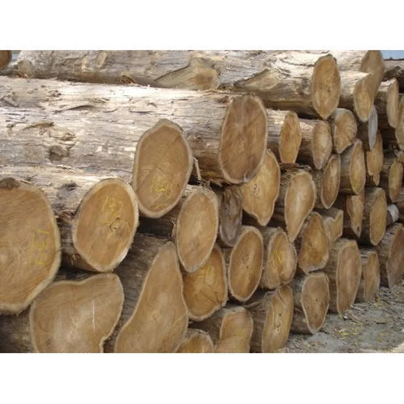 Best Bay Oak Wood Logs and Oak/ Beech/ Spruce Logs 25 + in Diameter Available to our customers