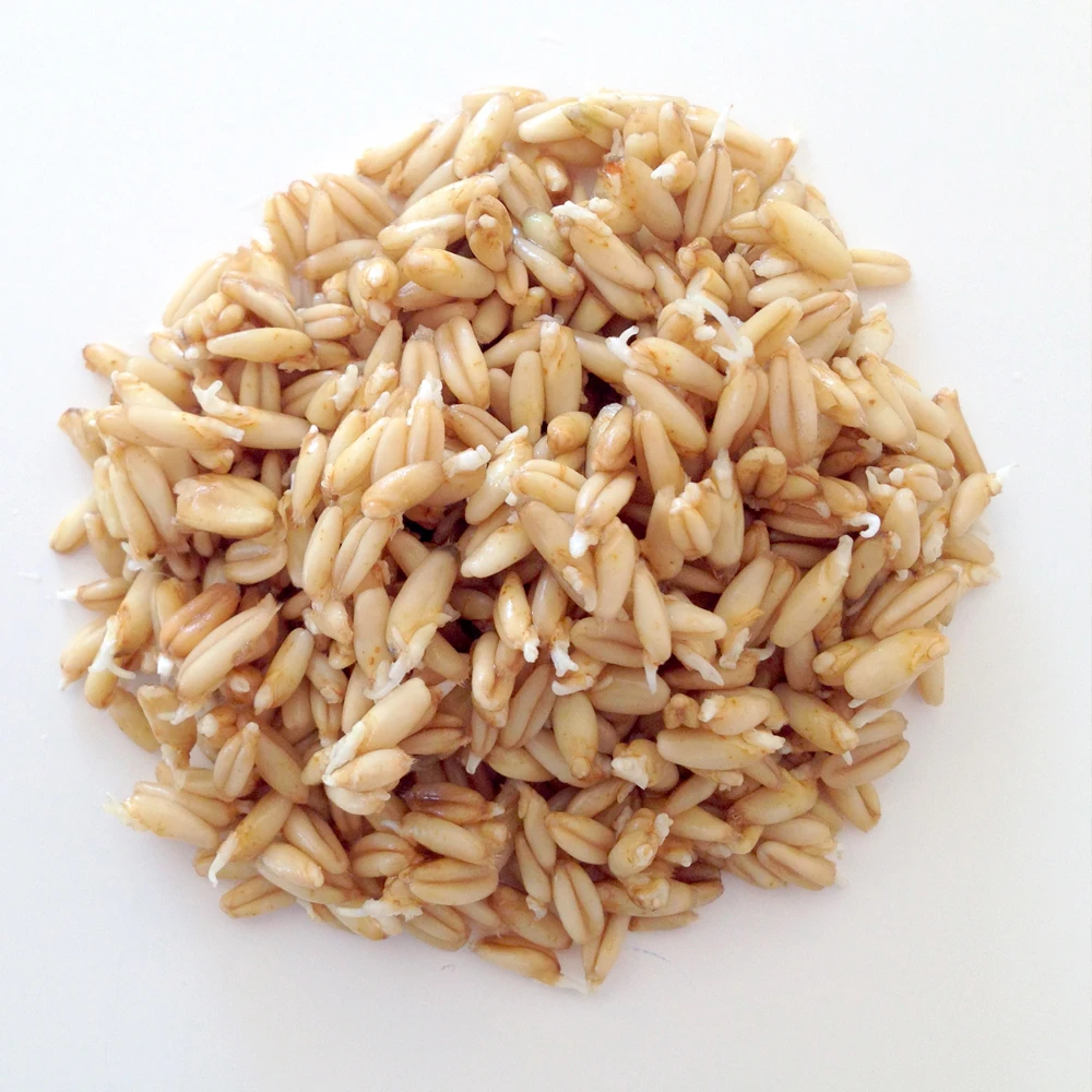 Rolled Oats / Instant Oats / Quick Oats Yellow Oats Seeds Sale