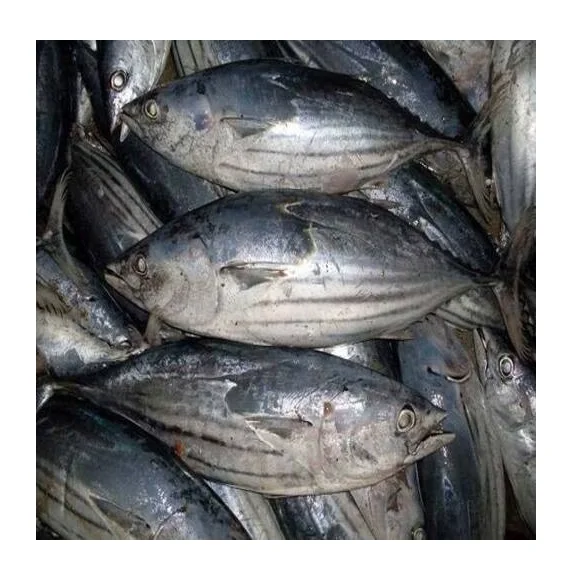 Cheap Price Supplier From Germany Tuna Whole Skipjack Frozen Clean Fish at Wholesale Price With Fast Shipping