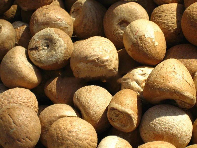 High Quality New Crop Betel Nuts Ready To Export From Thailand Best Price Feet For Bangladesh / India / Pakistan Market