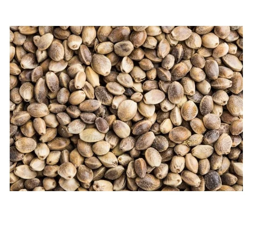 Bulk Quality Hemp Seed Hot Selling Whole Hemp Seed Organic Food Grade Hemp Seeds Available