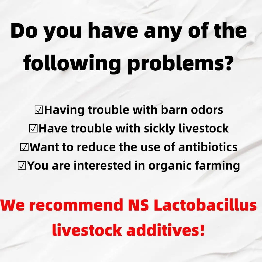Cattle feed additive lactic acid bacteria dairy farming and breeding superior quality