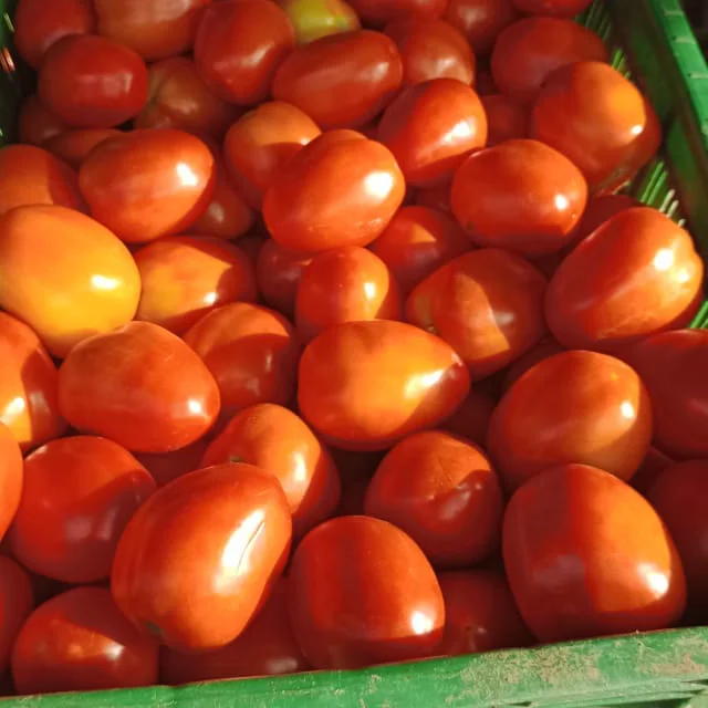Свежий томат лучшего качества для экспорта из Индии