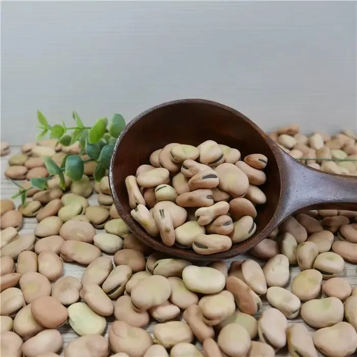 fava beans broad beans price Now Wholesale High quality Salted Broad Beans Chips, fried broad bean chips,fava beans