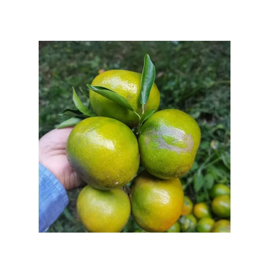 Sweet Tasty Orange Delicious Premium Quality Juicy Tangerine 100% Natural Fresh from Thailand Farms