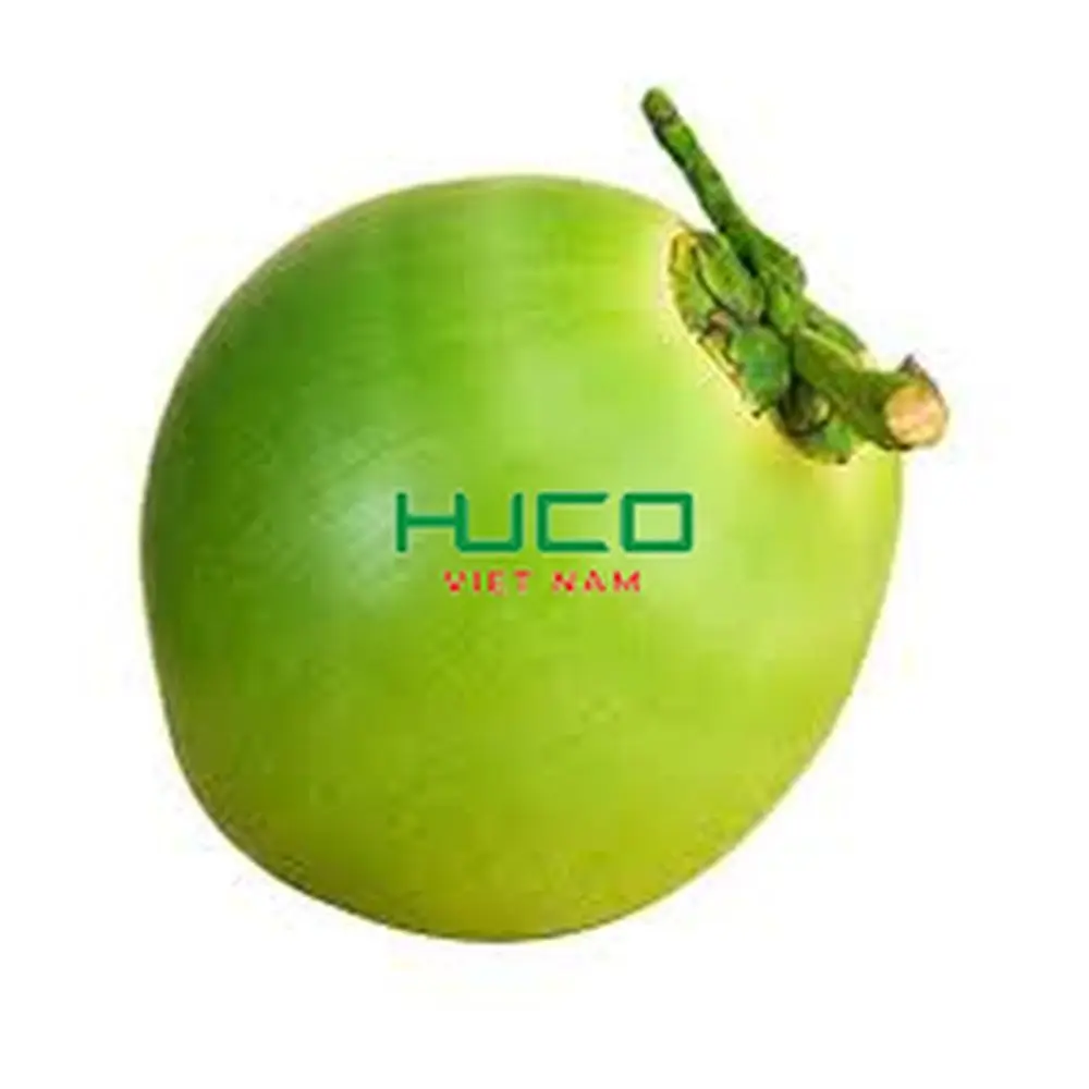 Fresh coconut Top quality best price