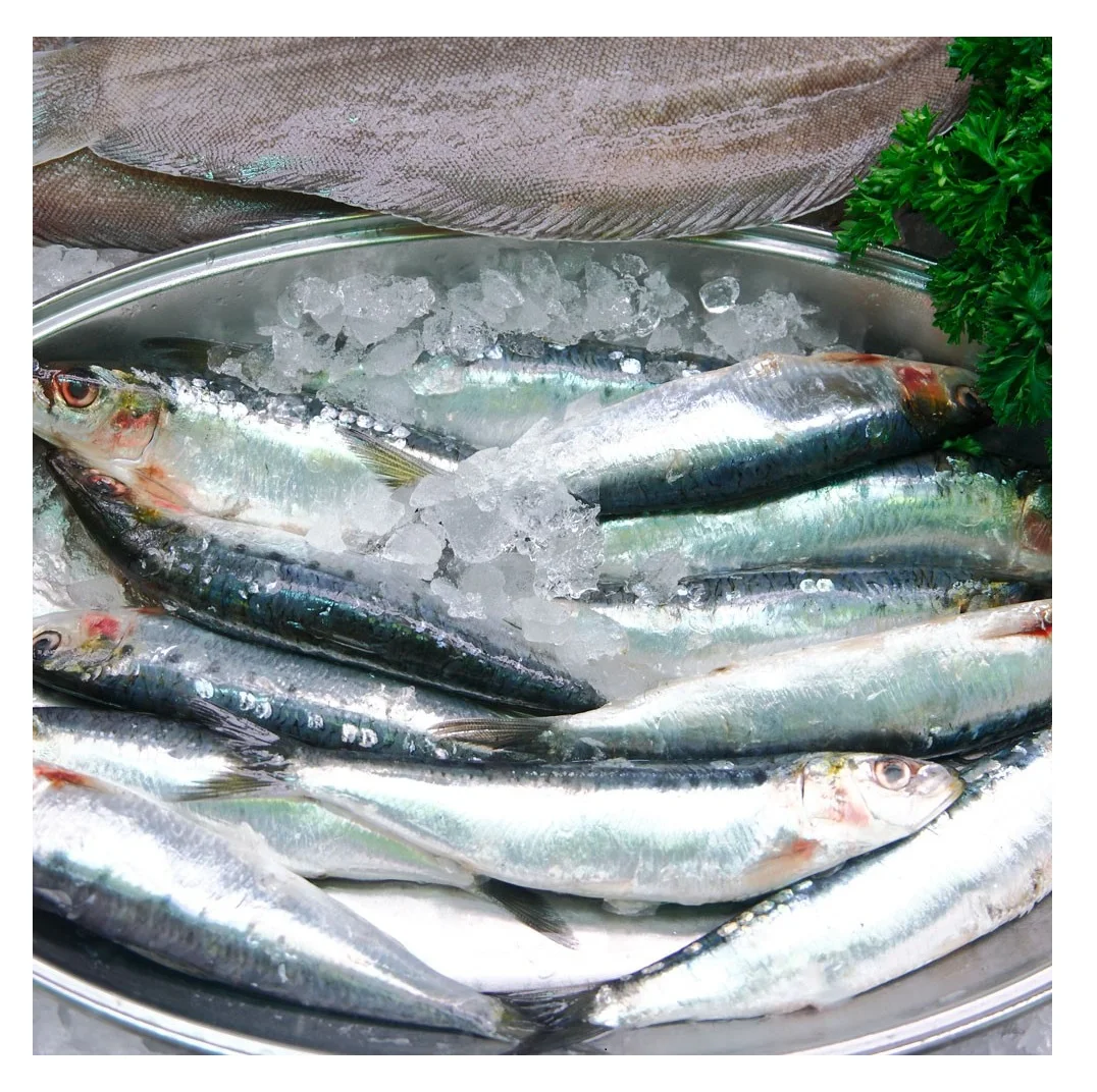 Hot Selling Price Frozen Sardines Fish in Bulk
