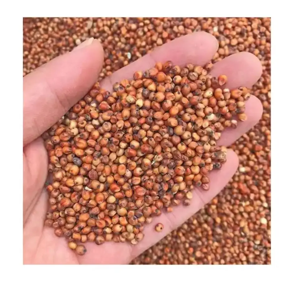 Bulk Quantity Sorghum Grains and Good Quality Red White and Yellow Sorghum Seeds In Cheap Price