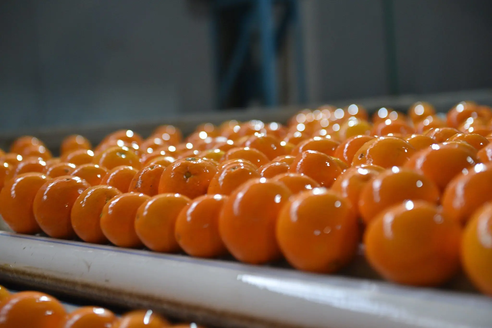 Fresh Abusra oranges from Egypt