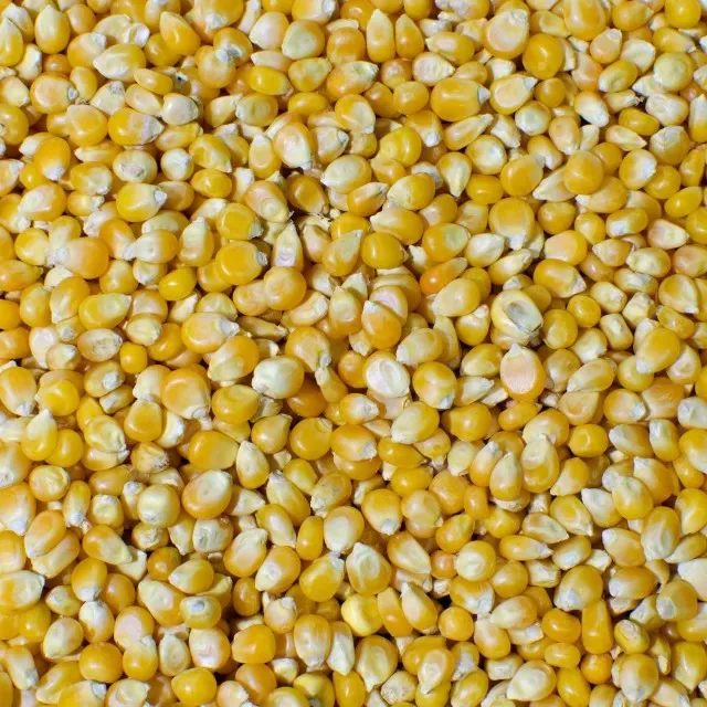 Non GMO Yellow and white Corn Maize