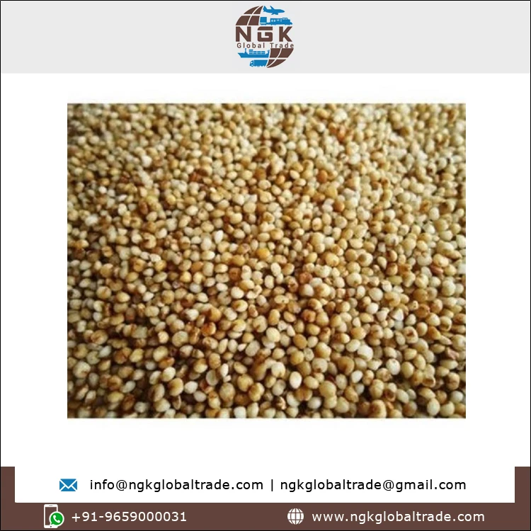 Best Buy Bulk Quantity High Quality Natural Taste Agriculture Grain 100% Pure Kodo Millet for Wholesale Buyers