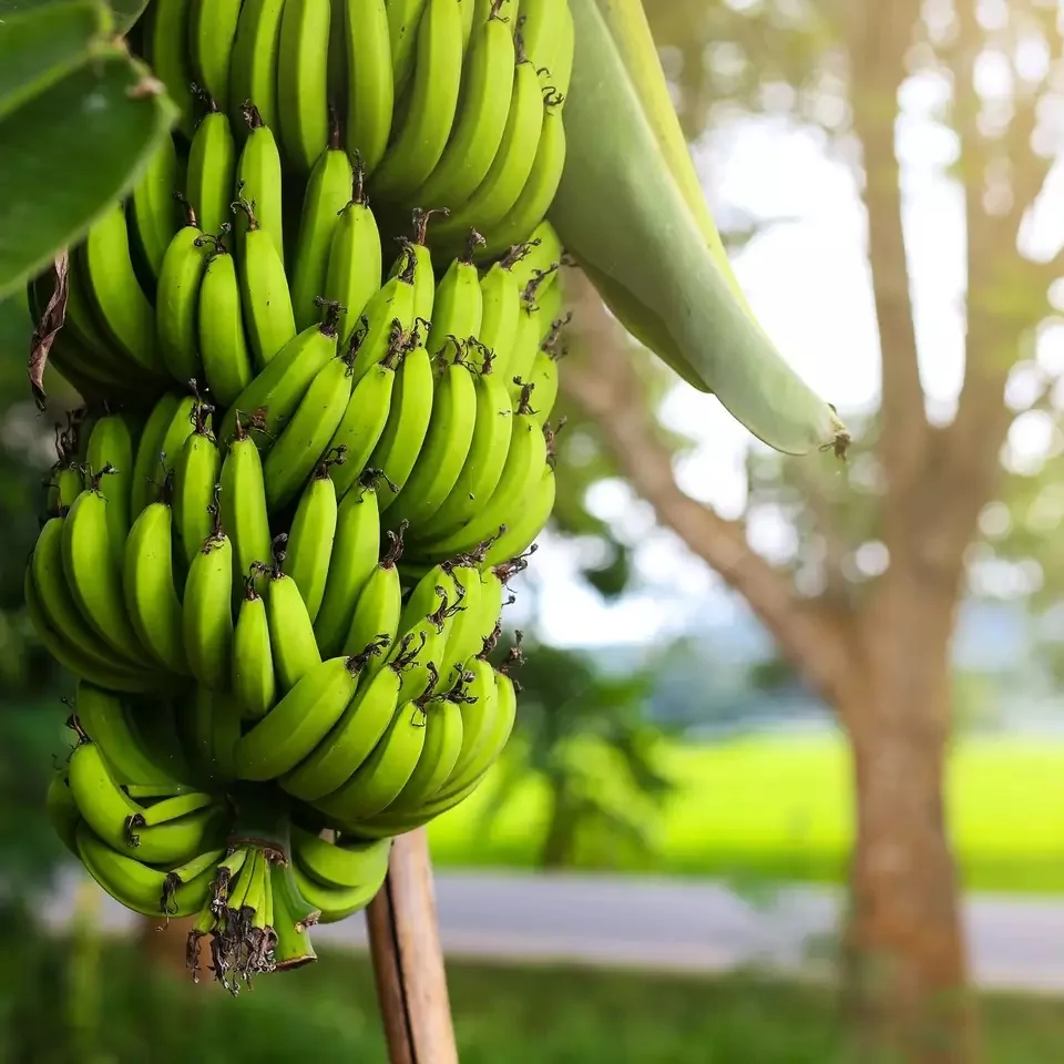 Good Quality Matured Fresh Cavendish Banana for Sale Discount Offer Grab Opportunity Sweet Export