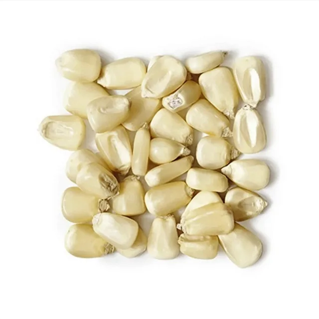 white maize for human consumption