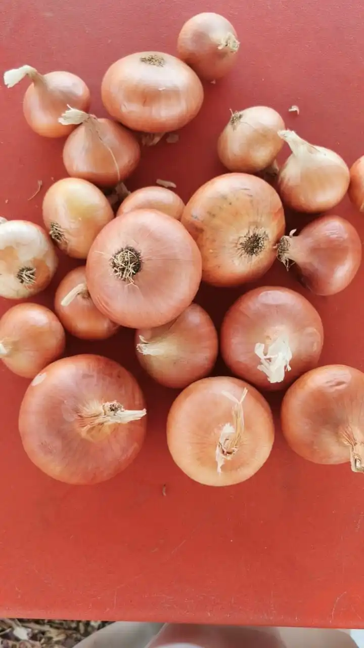 Fresh yellow onion export crop 2023