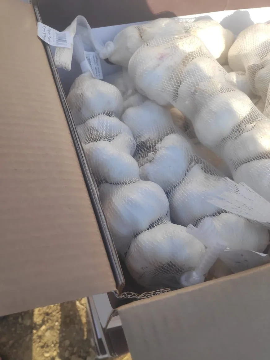 High quality dried white garlic new crop from Egypt 2023