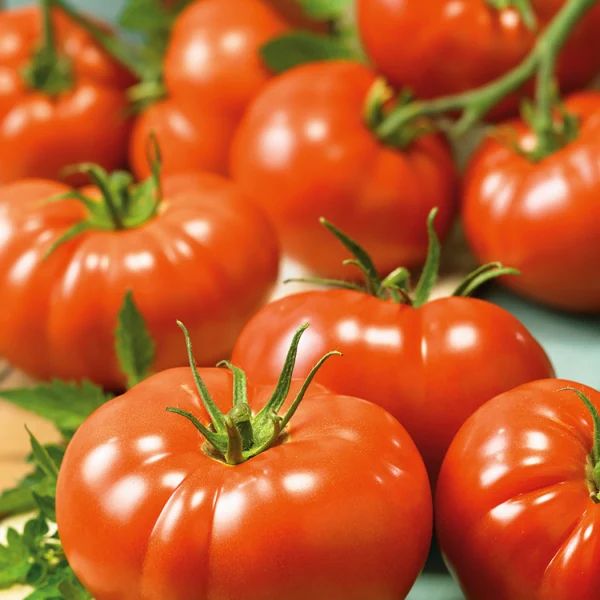 good tomato crimson cocktail for sale