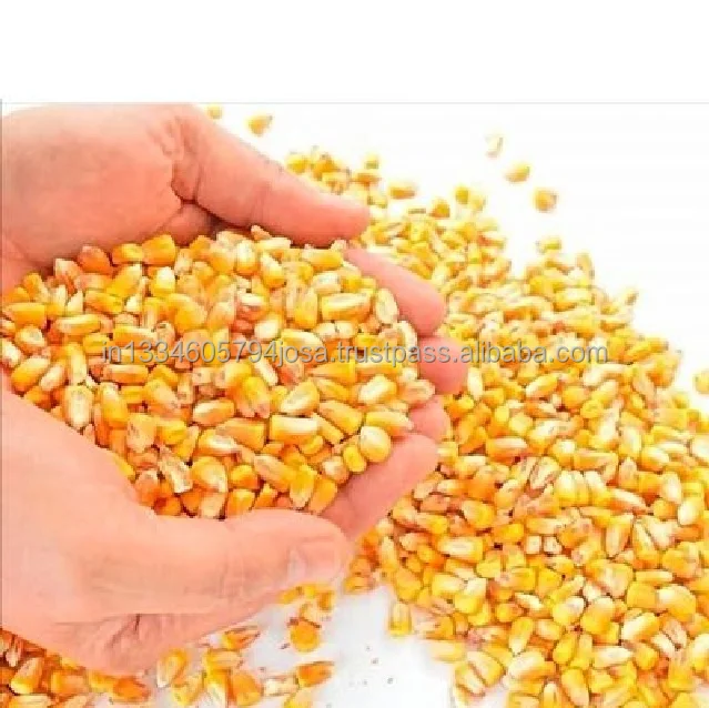 Yellow Corn Maize For Animal Feed | Pure Original Aged | Best Natural High Protein | A Quality Product by Organic Smile India
