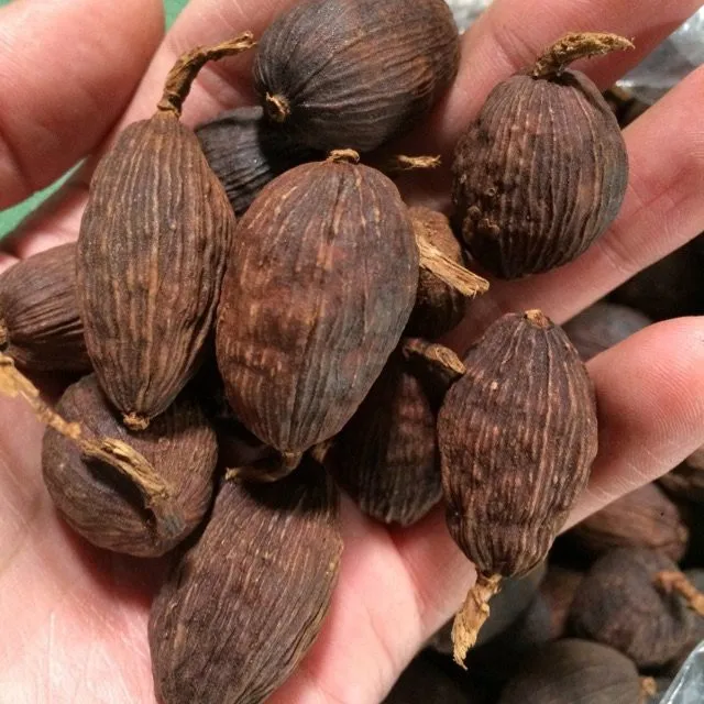100% High Quality Herbs and Spices Food Ingredient Vietnamese Cardamom Ready To Ship
