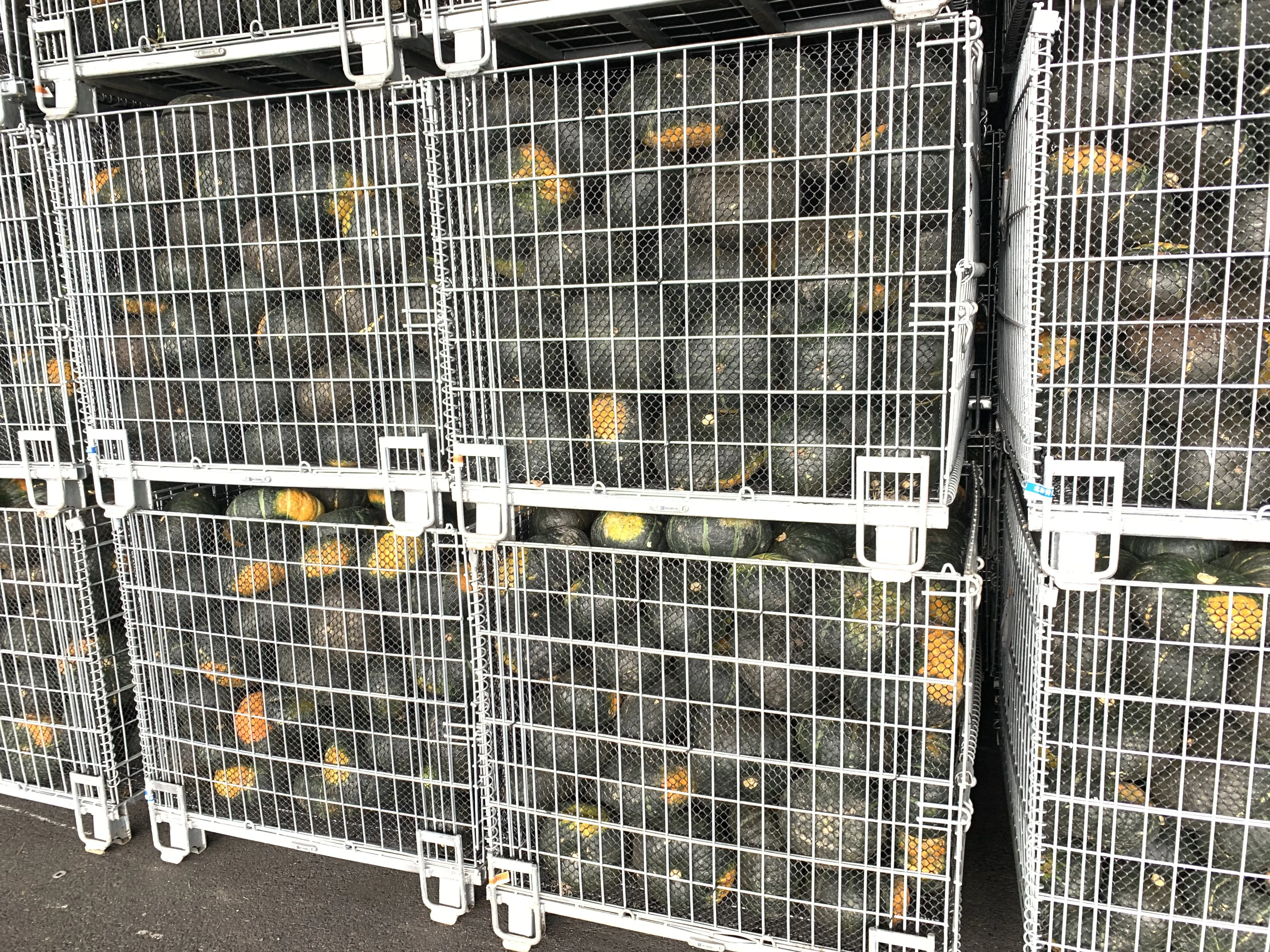 Wholesale High Quality Fresh Squash Japanese Vegetable Fresh Pumpkins