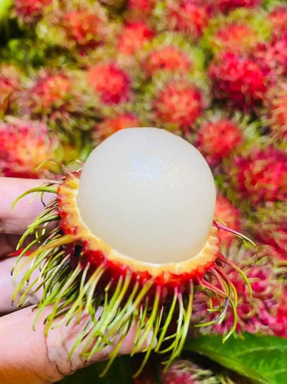 Supervisor Quality Sweet Taste Fresh Rambutan From TW6 Vietnam