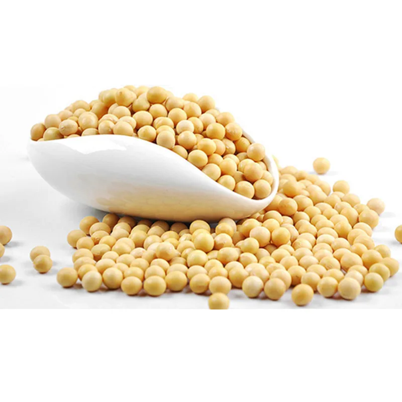 High Quality Non GMO Soybean Largest Stock And Supply Worldwide For The Best Market Rates From Bangladesh