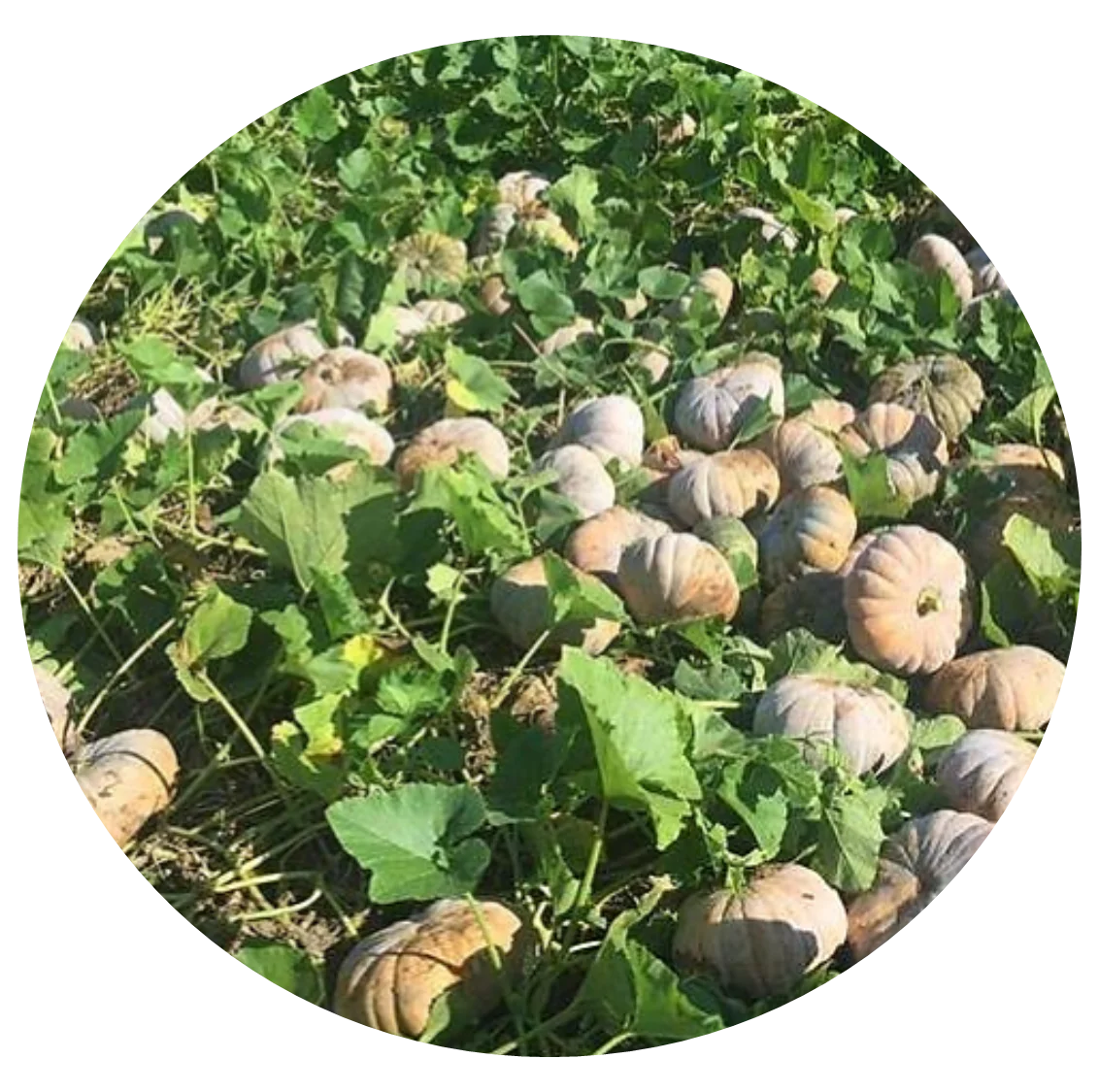 High Quality Made In Vietnam 100% Natural FRESH TROPICAL PUMPKIN from HTK FOOD for Food & Beverage