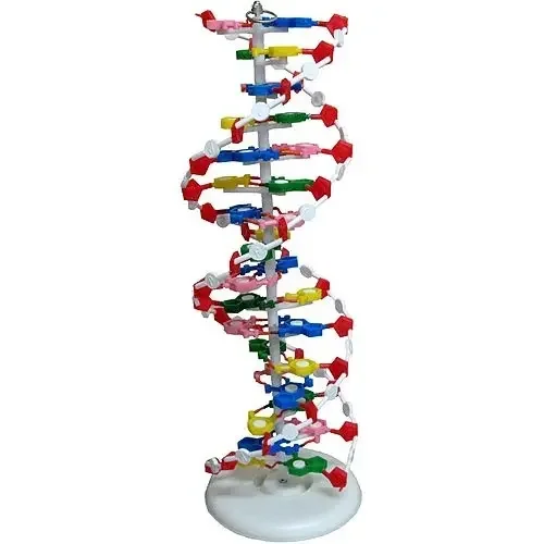 D.N.A. Model Kit colorful bases snap together in the correct sequence three dimensional model of DNA Laboratory Use