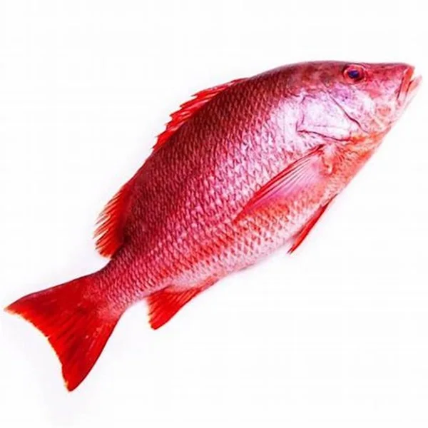 High Quality Frozen Red Snapper Fish Fresh and Dried Fillet Available at Wholesale Price