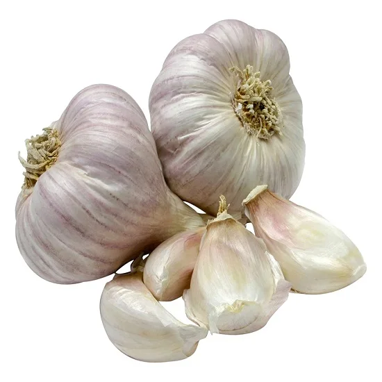 Premium Quality Fresh Garlic Pure White Best Market Price for Food Use