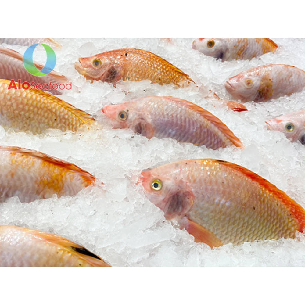 High Quality Frozen Whole Round Red Tilapia Fish From Vietnam