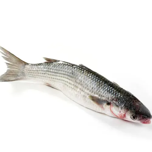 Good Quality Frozen Grey Mullet Fish with all size