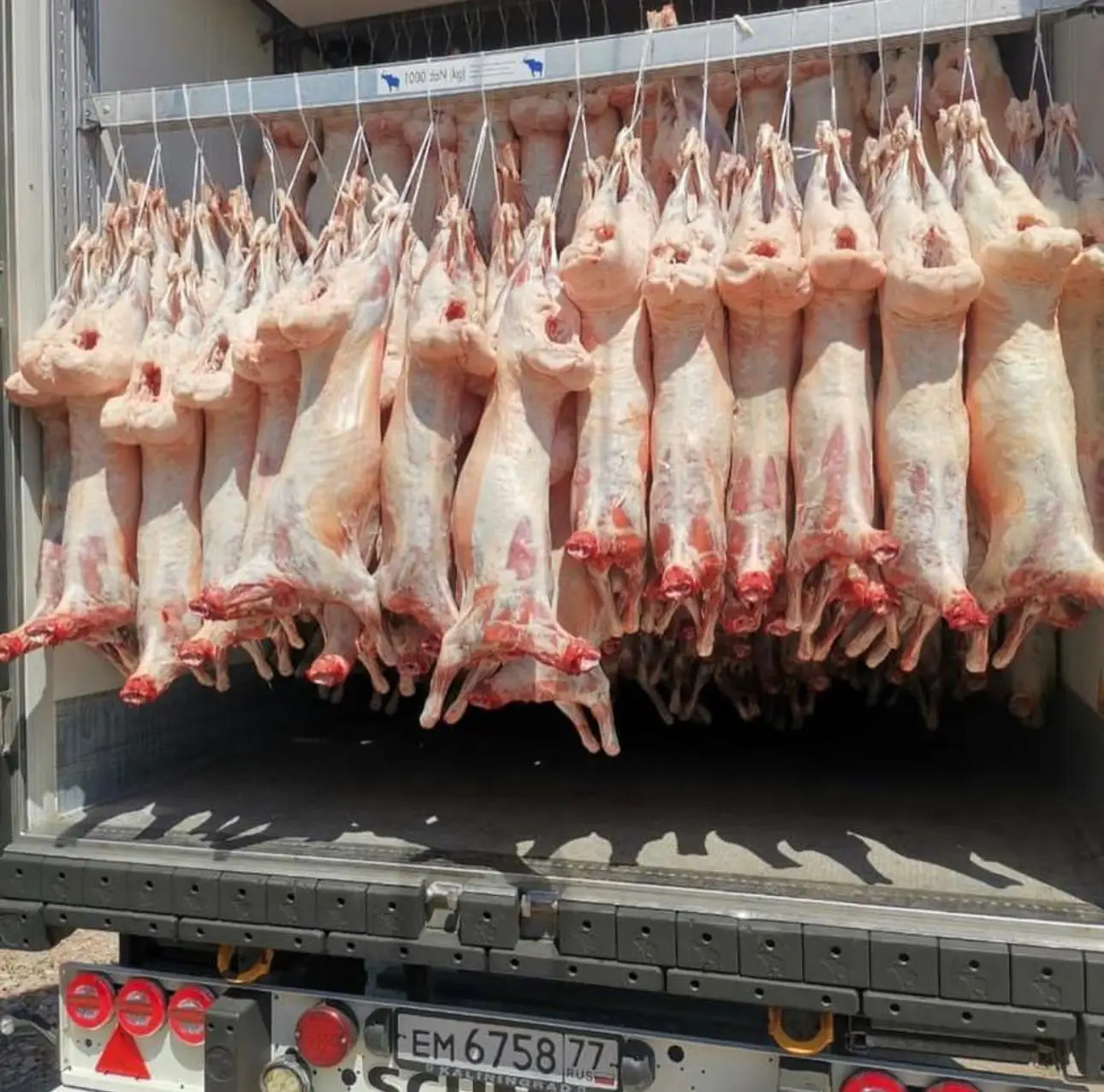 Cleaned Frozen Lamb Tail Fat Lamb Tail Fat for sale  Frozen Lamb Tail Fat  Halal Lamb Tail Fat