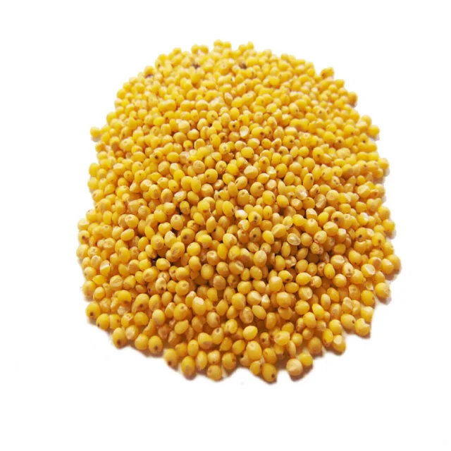 Cheap Price Rich Quality Natural Organic Pure Yellow pearl millet at Attractive Price In Bulk