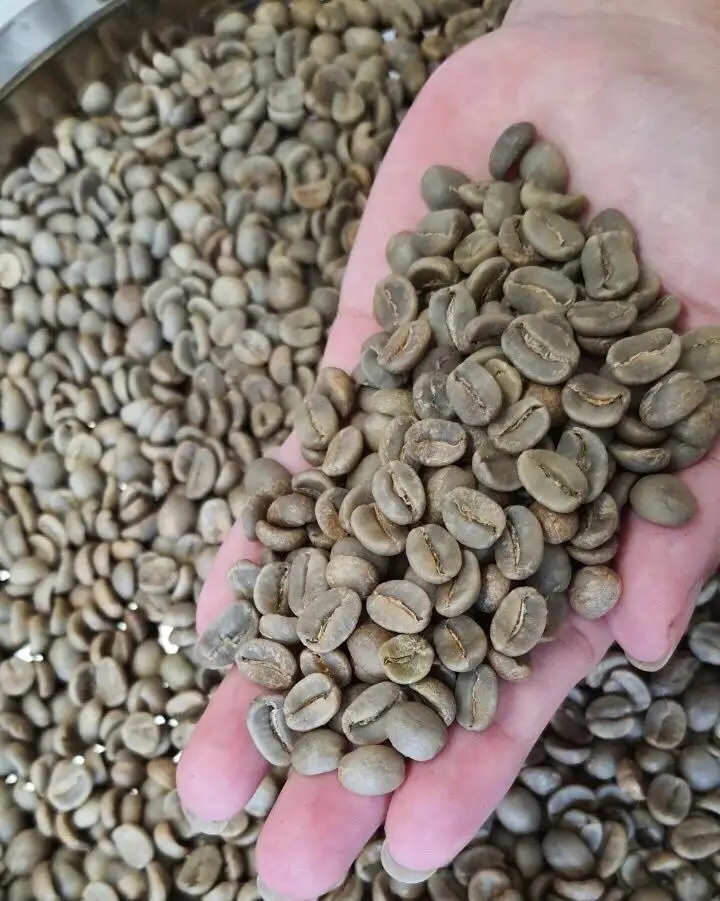 100% Cau Dat Arabica First Grade Coffee Beans Premium Quality