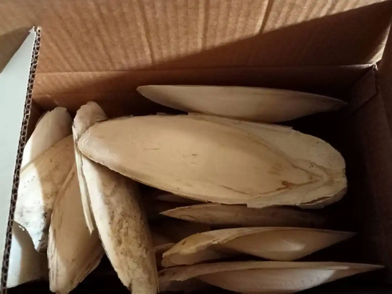 Hot Sale Cuttlefish Bones Dried cuttlefish bone Cuttle fish bone