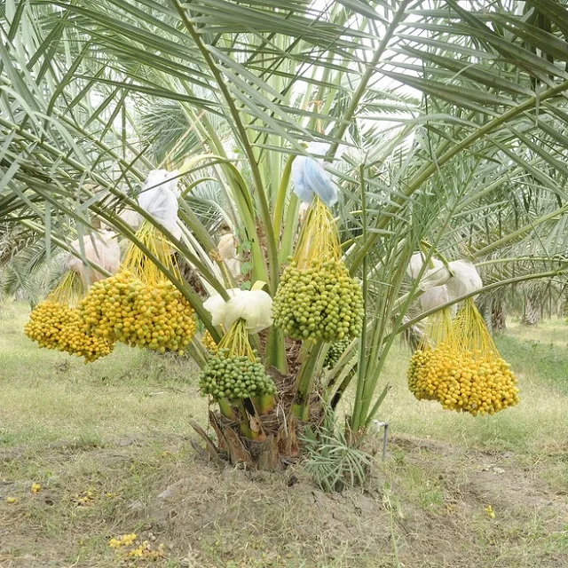 Medjool Barhi Date Larger Quantity Of Fruit Dates Arecaceae Family Engineering Green Palm Tissue Cultured Seedlings