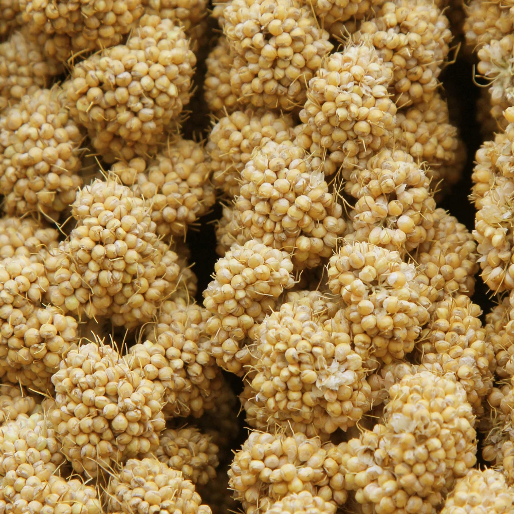 BEST PRICE! Yellow Millet Spray China Origin for Bird feeding Wholesale Bird Food Yellow Millet Spray BULK Dried Millet Spray