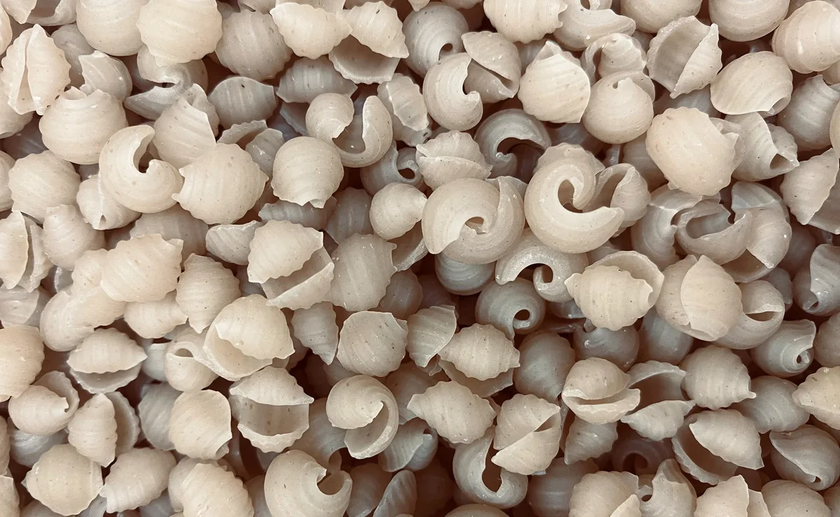 Pasta Conchiglie made of spelt top quality product wholesale natural pasta