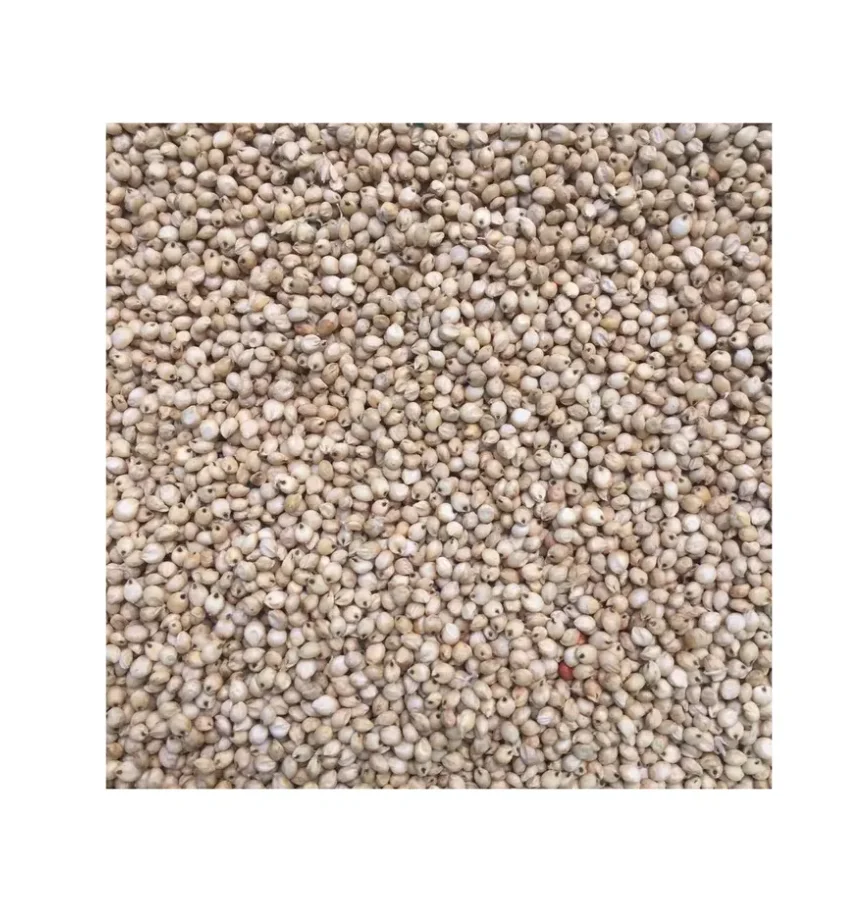 Премиум сорго зерна белого и красного цвета индийский сорго/белый красный высокого качества для продажи