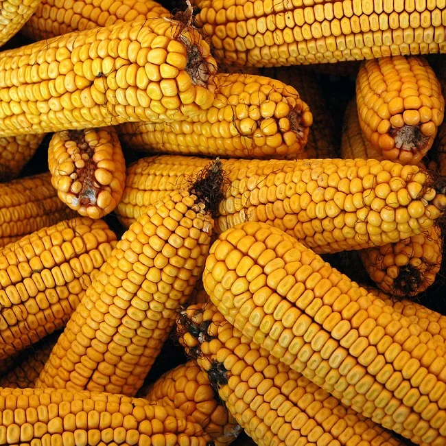 High Quality Yellow Corn White Corn/Maize for Human and Animal Feed