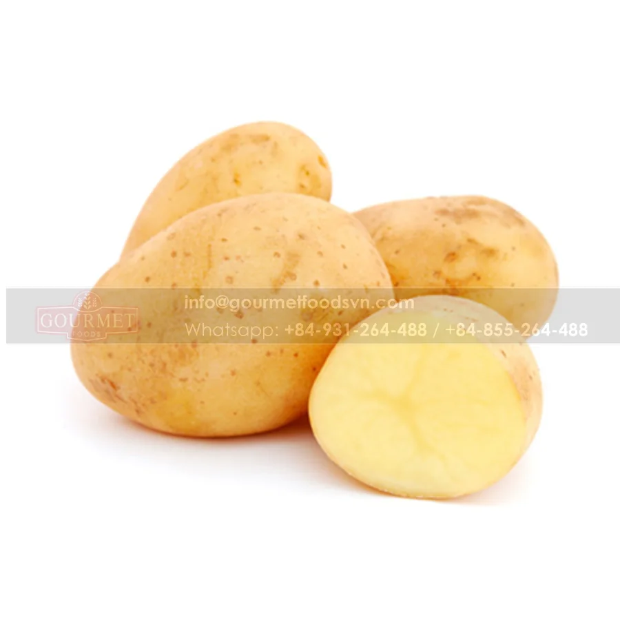 Potato In Good Quality In Bulk