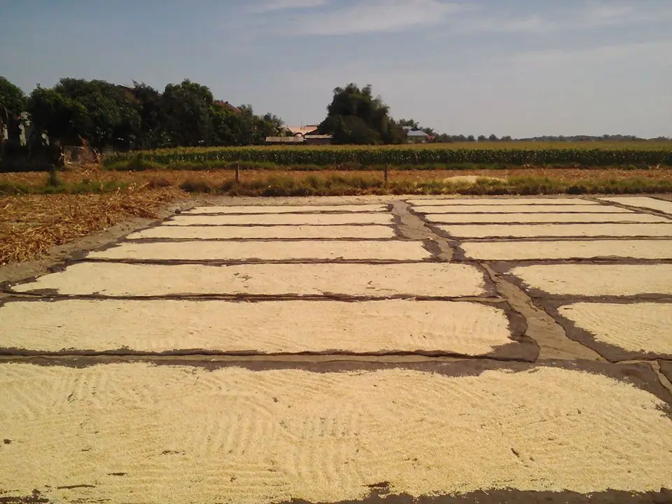 Argentine High Quality Yellow Corn Export Quality South Africa Origin Dried Grade Product White Corn