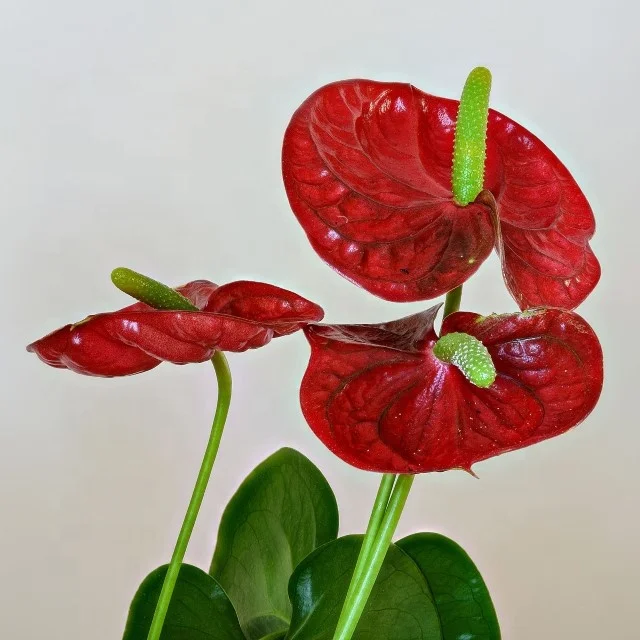 Artificial silk  Anthurium Flowers Fake Plant Anthurium Flowers Bouquet Floral Arrangements Bouquets for Wedding Home Garden