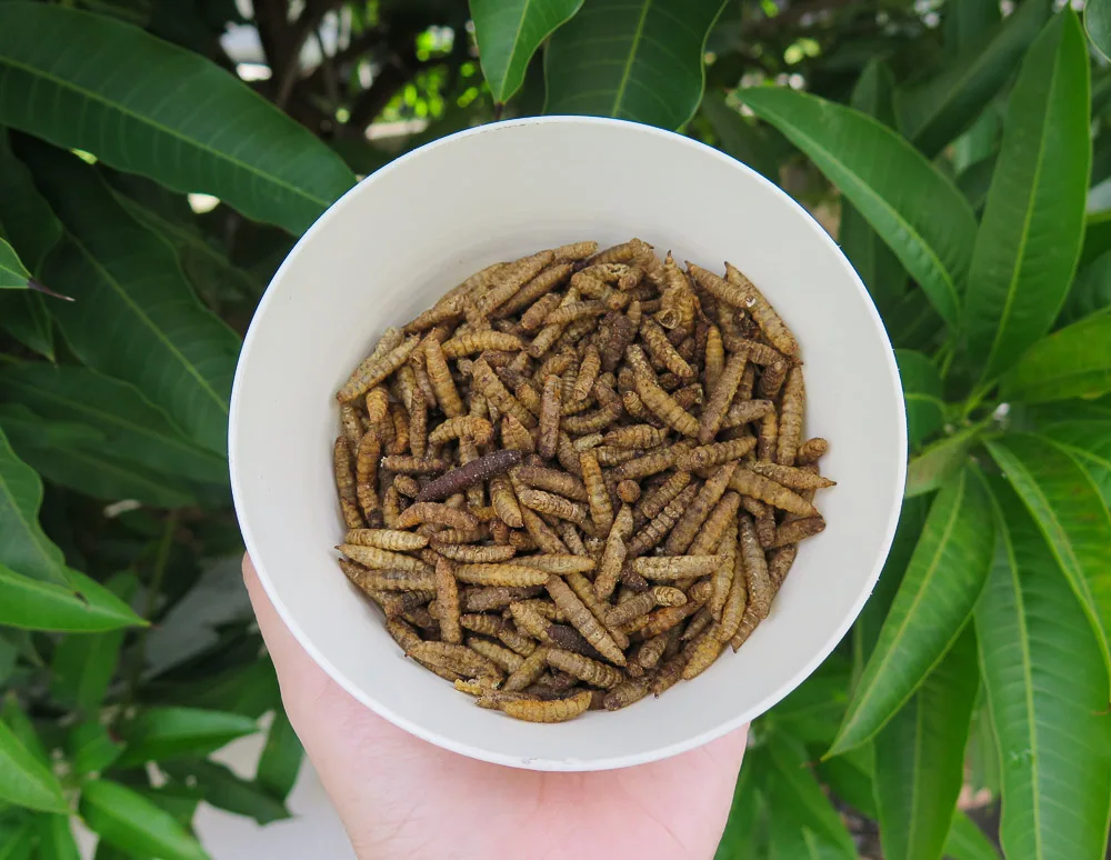 Environmentally Friendly Feasible Black Soldier Fly Dried Larvae 500g for Large Packs of Birds & Fishes