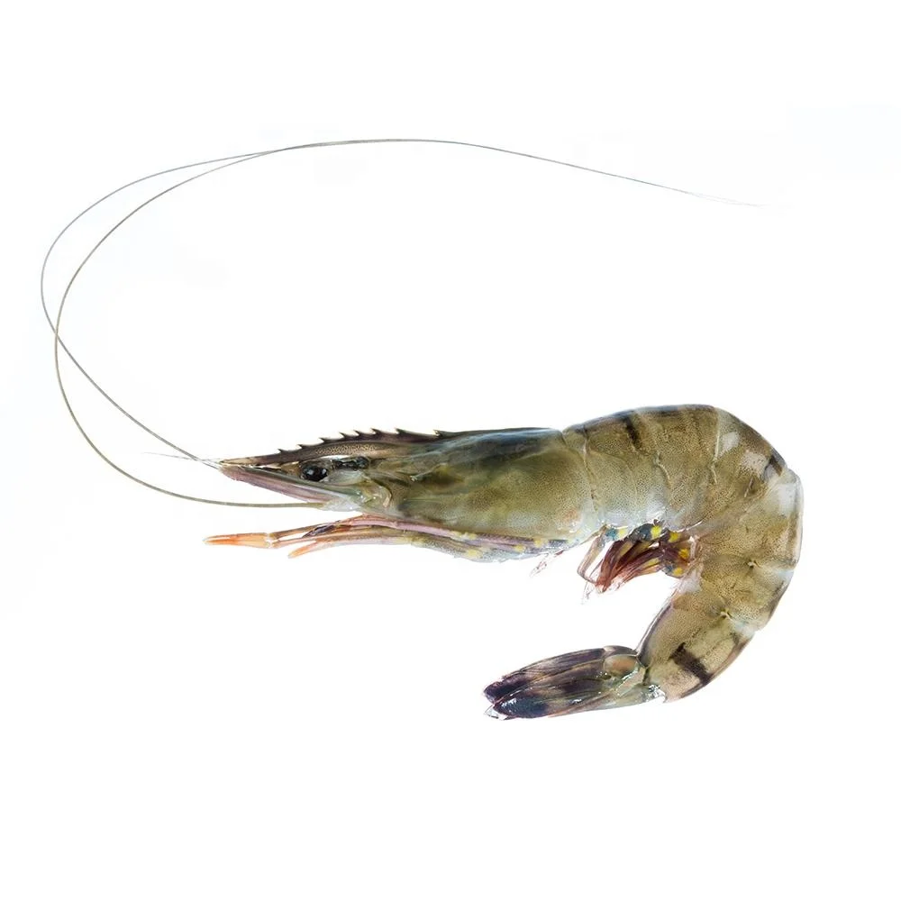 Good Price Good Supplier Frozen Black Tiger Vannamei Shrimp