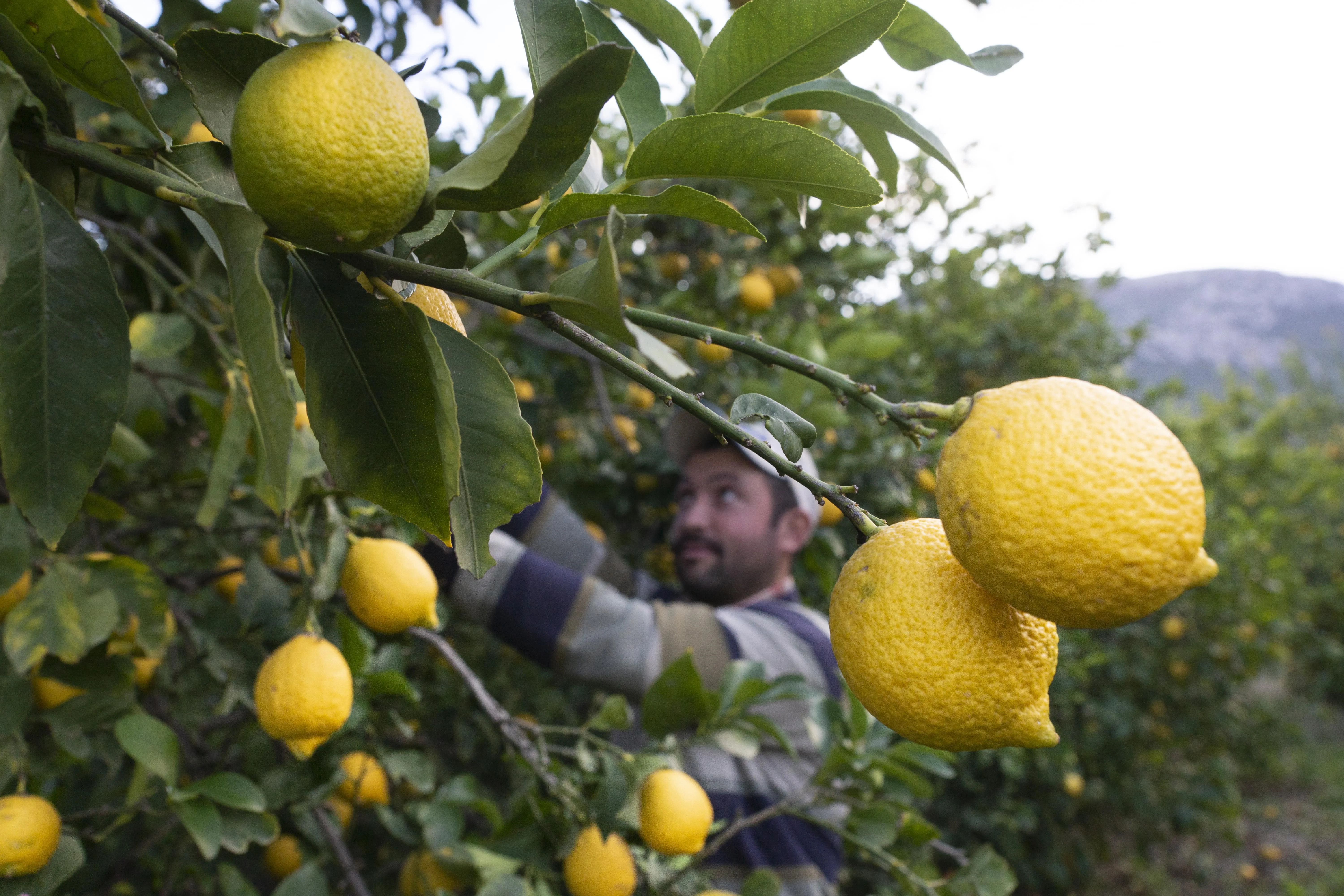 New Crop, %100 Organic Lemon Class A, Juicy Lemons Perfect Quality Juicy Fresh Lemons - Mondol