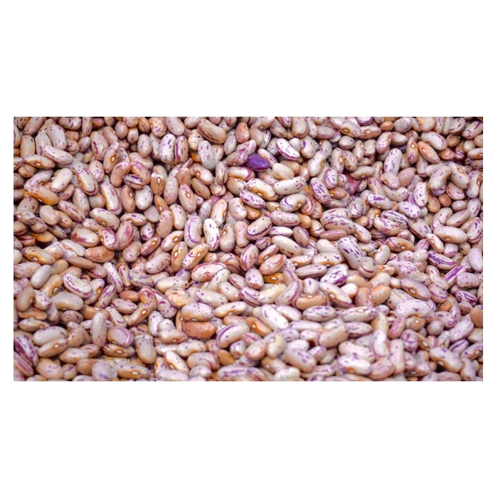 Good Quality Cheap Mozambican Speckled Kidney Medium Size Sweet Bean