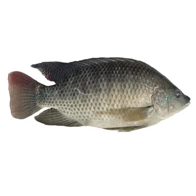 Frozen Fish Vietnamese Wholesale Fresh Black Tilapia IQF Frozen Customize Packing Export In Bulk Seafood