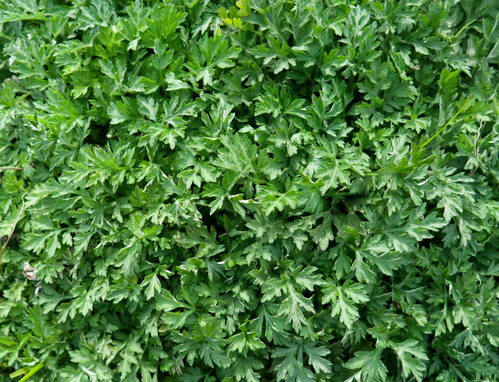 Organic Mugwort Tea USDA & EU Organic Certified Premium Herbal Tea Leaves Wholesale From Thailand Organic Tea